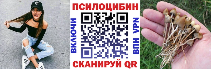 где продают наркотики  Вышний Волочёк  Псилоцибиновые грибы Psilocybine cubensis 